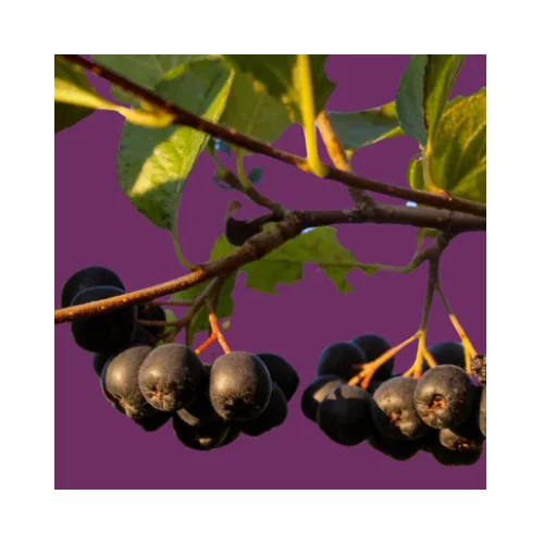 rot